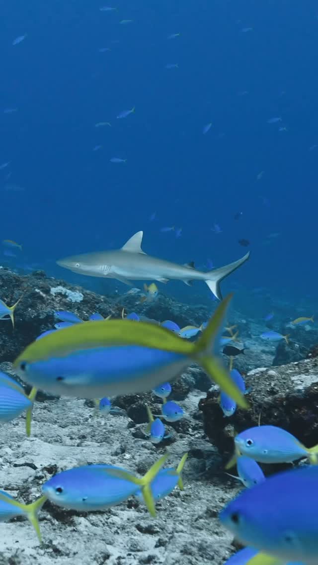BRUVS are giving us a glimpse into the hidden world of sharks beneath the surface! Together we’re uncovering how these vital ocean predators rely on the habitats of Laamu Atoll informing future conser
