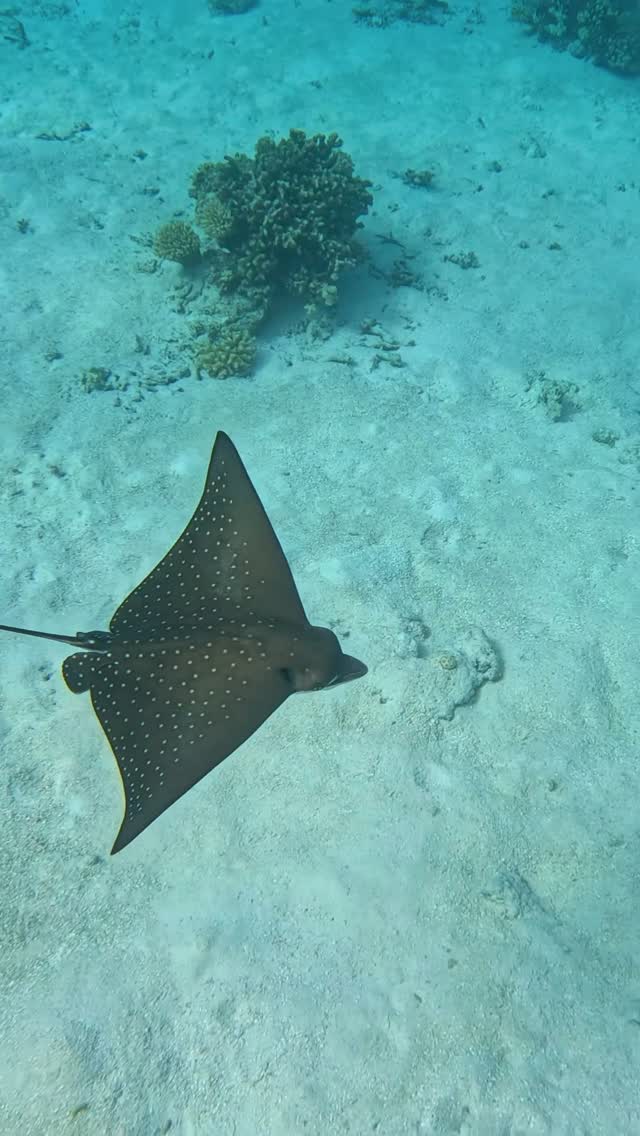 Spotted eagle rays don’t rush—they own the moment.

Gliding effortlessly across the reef, each movement feels like a quiet reminder of how graceful the ocean can be.

Blink and you’ll miss it… but onc