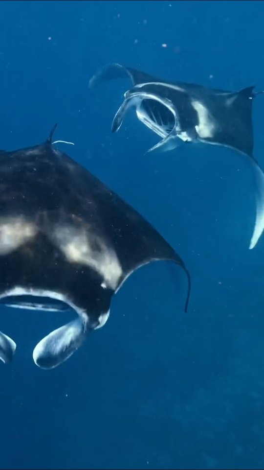 Manta madness! The world’s greatest wildlife encounters, only get greater when you see them through the eyes of your children. 

My revamped YouTube channel is going to be filled with moments like thi