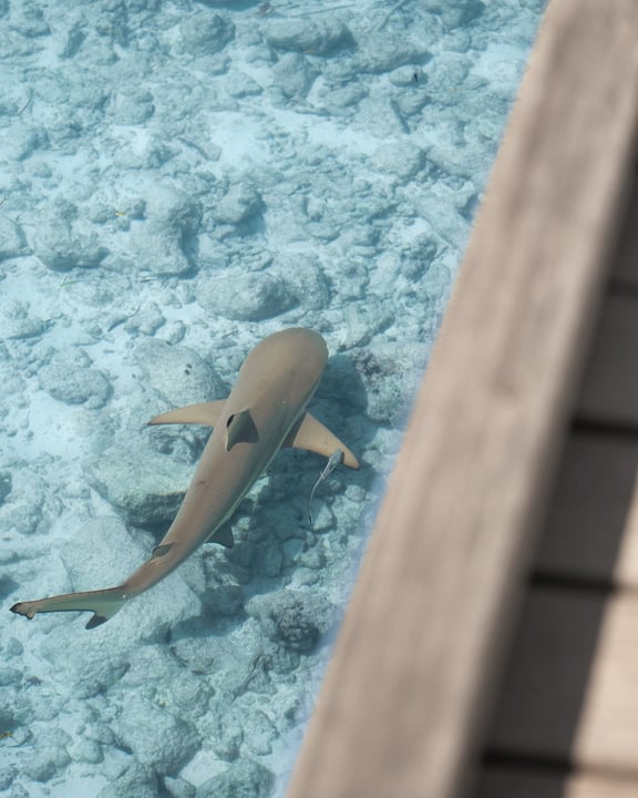 Photo by Six Senses Laamu in Six Senses Laamu. May be an image of shark and text.