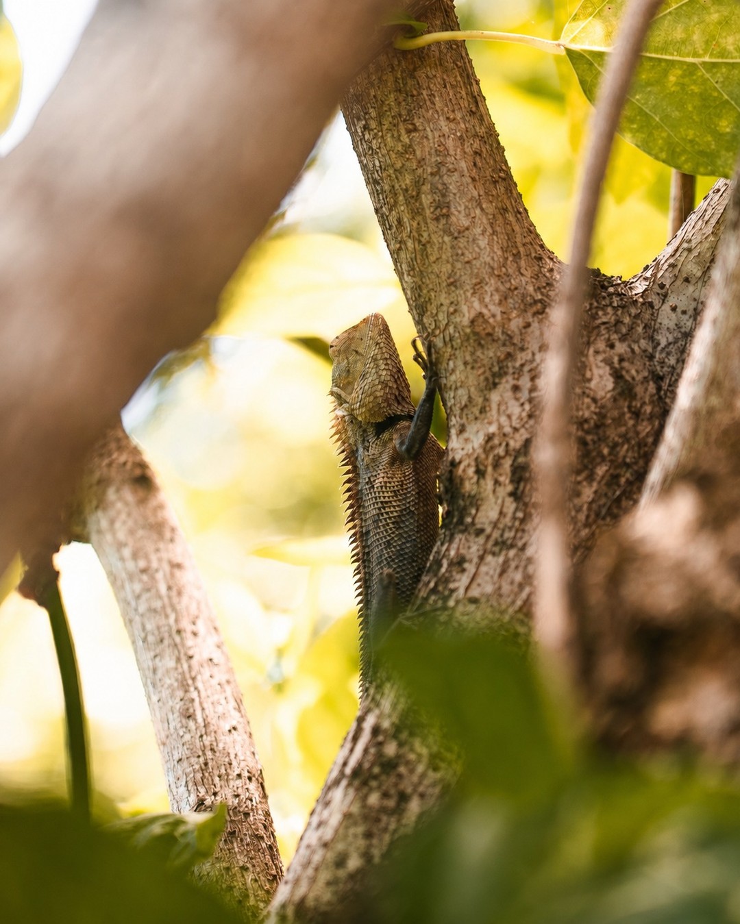Foto von Six Senses Laamu vom 23. August 2026. Möglicherweise ein Bild von einer Eidechse und Text.
