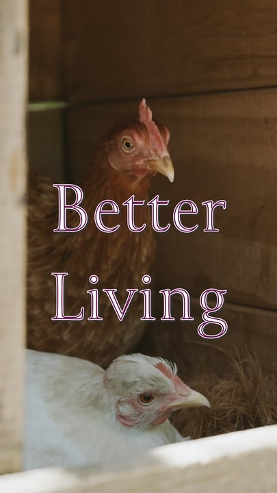 Découvrez notre bande à plumes de Laamu 🐔
Elles vous diront qu'elles sont les vedettes derrière l'un de nos plats sri-lankais préférés. Servi avec amour, et une très bonne excuse pour se resservir.

@sixsenses

#sixse
