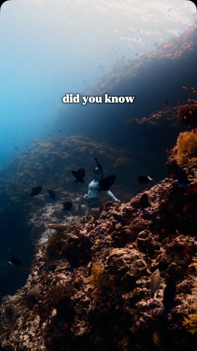The ocean gives us so much more than we often realize. Grateful to have been part of Ocean Week and to contribute, even in a small way, to protecting the world beneath the surface. #sunsiyam #sundivin