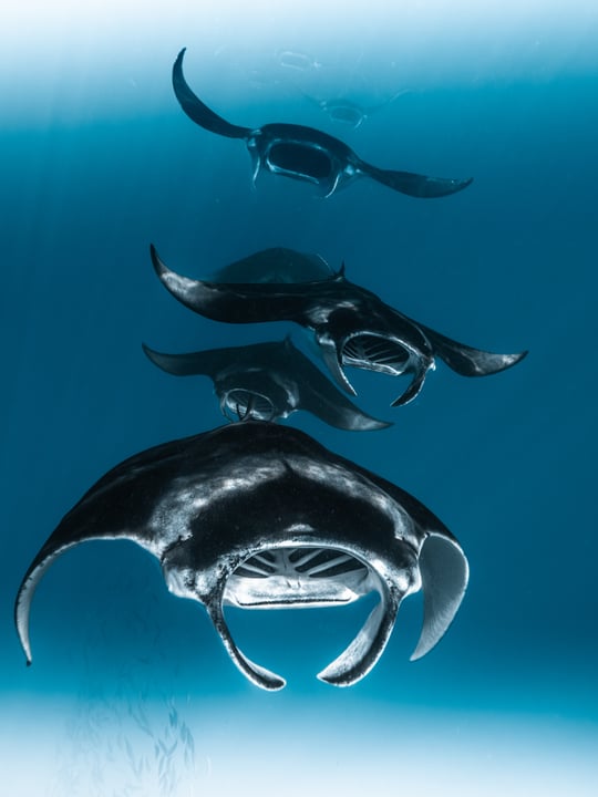 Foto condivisa da Evie Wilderness il 14 settembre 2026 con tag a @sundivingmaldives, @sunsiyamresorts e @siyamworld. Potrebbe contenere: testo.