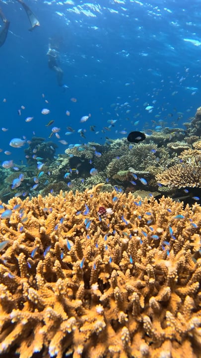 Le Maldive, a colori pieni. 🌊

Appena sotto la superficie, i giardini di corallo prendono vita con lampi di colore, pesci tropicali e tanto, tanto blu.

Scopri il lato sottomarino di SO/ Maldives.

#mal