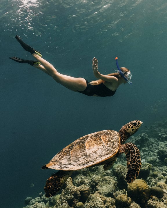 Foto von Soneva im Soneva Jani. Zu sehen sind möglicherweise Schwimmen, eine Schildkröte, Schnorcheln, Wasser und Text.