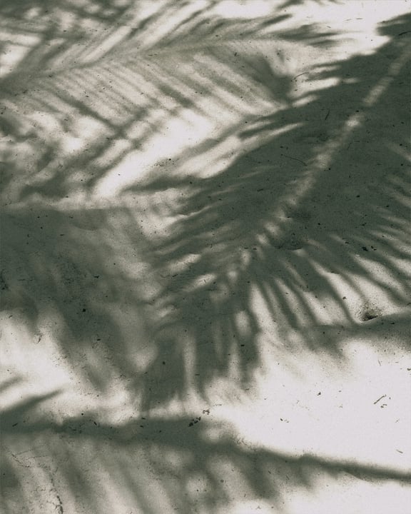 Photo by Soneva on July 24, 2026. May be an image of palm trees and text.