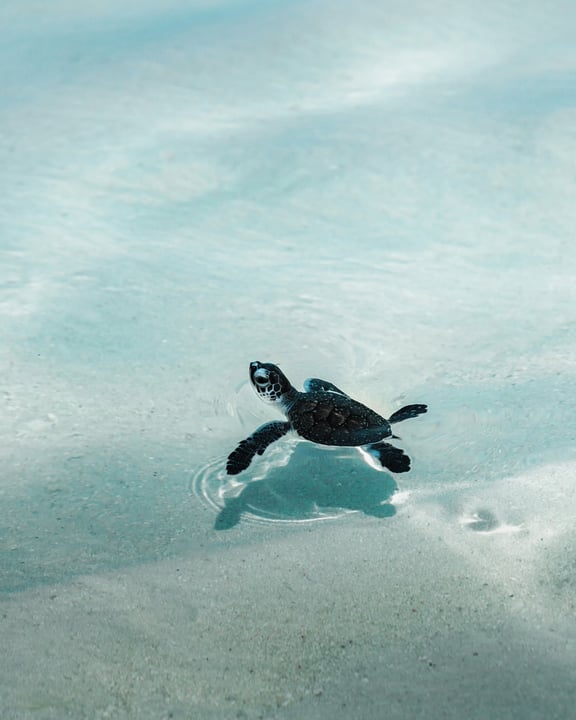 Foto von Soneva in Soneva Fushi. Könnte ein Bild von Schwimmen, einer Schildkröte und Text sein.