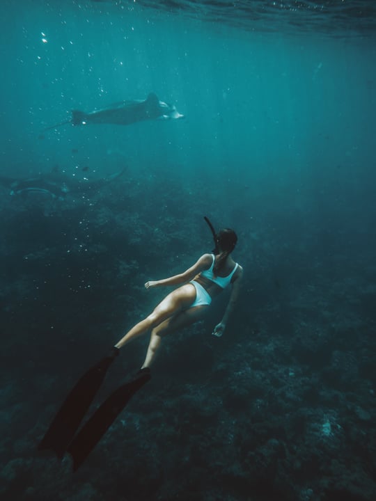 Foto di Soneva a Soneva Fushi. Potrebbe essere un'immagine di nuoto, squalo balena, delfino, snorkeling, muta e testo.