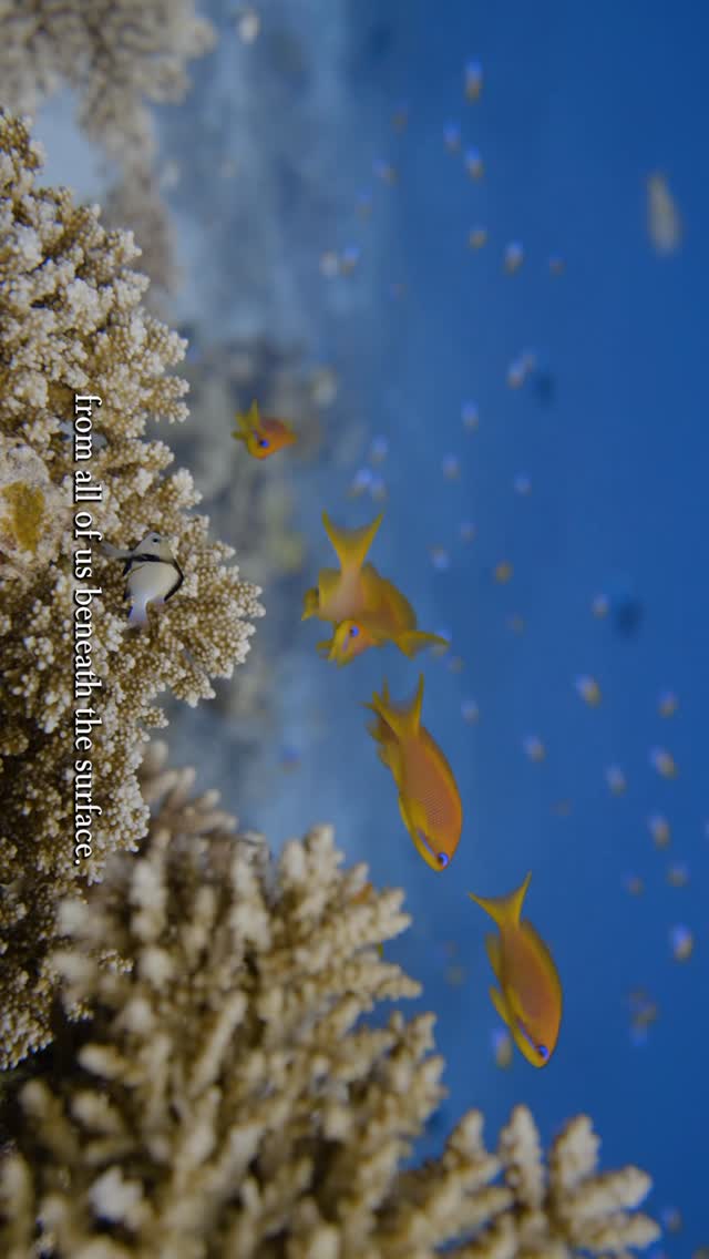 A sanctuary above the surface, a thriving ecosystem below. This World Oceans Day, we pay tribute to the vibrant coral reefs and marine life that enrich our island home.

#LiveExquisite #StRegisMaldive