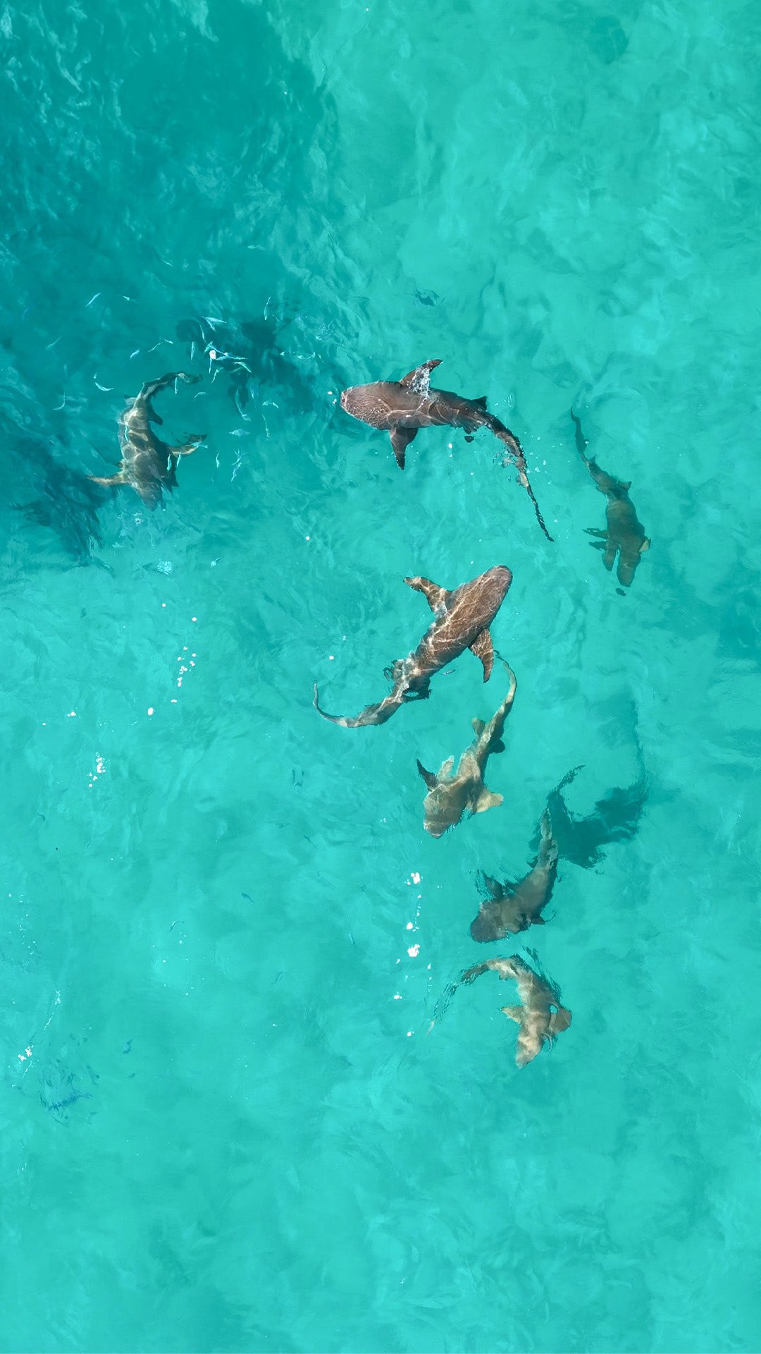 Ammenhaie, klares Wasser und ein unvergessliches Schnorchelerlebnis. Entdecken Sie die Meereswelt hautnah und erkunden Sie, was sich unter der Oberfläche verbirgt.​

#Hyatt #TheStandardMaldives