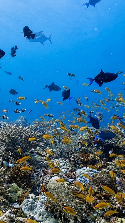 Sobald Sie hier sind, wundern Sie sich nicht, wenn Ihr Freundeskreis etwas größer wird. Von neugierigen Riff-Fischen bis zu bunten Schwärmen, die vorbeischwimmen, finden Sie unter den Wellen jede Menge neuer Freunde.

Wer hätte gedacht, dass Freund