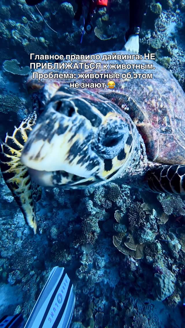 И вот тут начинается самое сложное: соблюдать дистанцию, когда сокращаешь её вообще не ты 😂

С морскими животными правило простое: не трогать, не преследовать, не перекрывать путь и давать им самим р