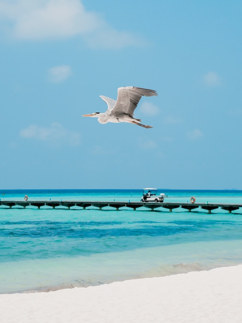 C'est le Global Bird Weekend, alors place aux hôtes les plus fidèles de l'île 🪶

Le héron cendré, ou maakana, fait pratiquement partie de l'équipe de Villa Park. Il reste parfaitement immobile au bord de l'eau, 
