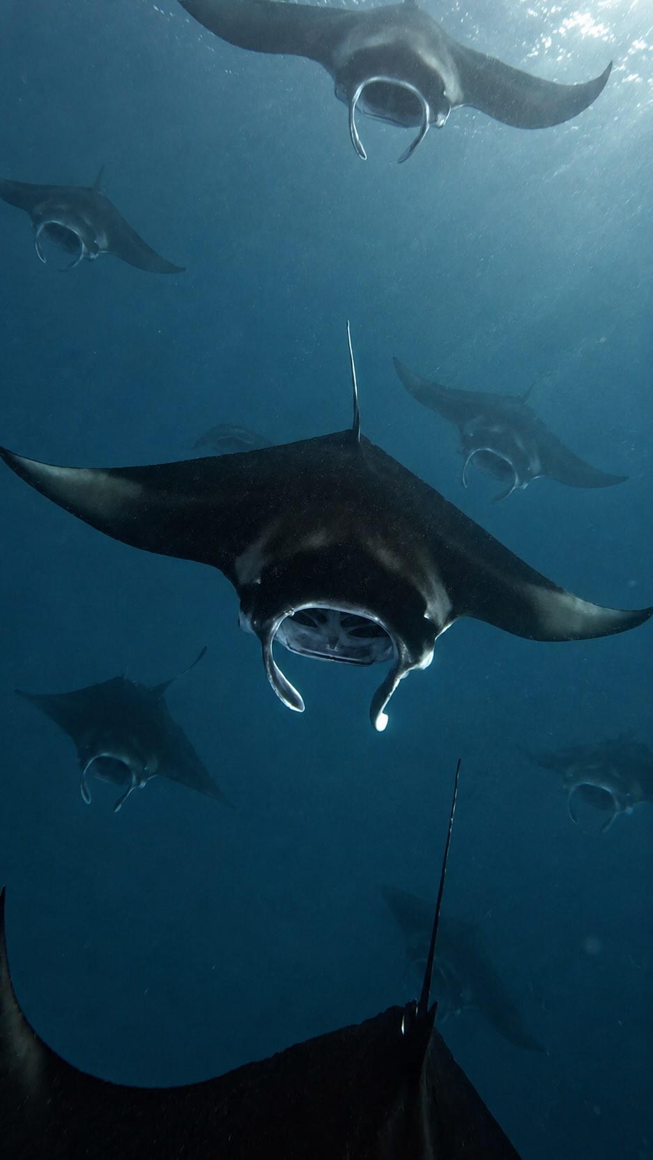 Le mante rendono le acque maldiviane ancora più sublimi!

Al Sun Siyam Iru Fushi, ci uniamo al mondo nell'onorare questi giganti gentili; rispettando la loro libertà e condividendo conoscenza per proteggere la loro na
