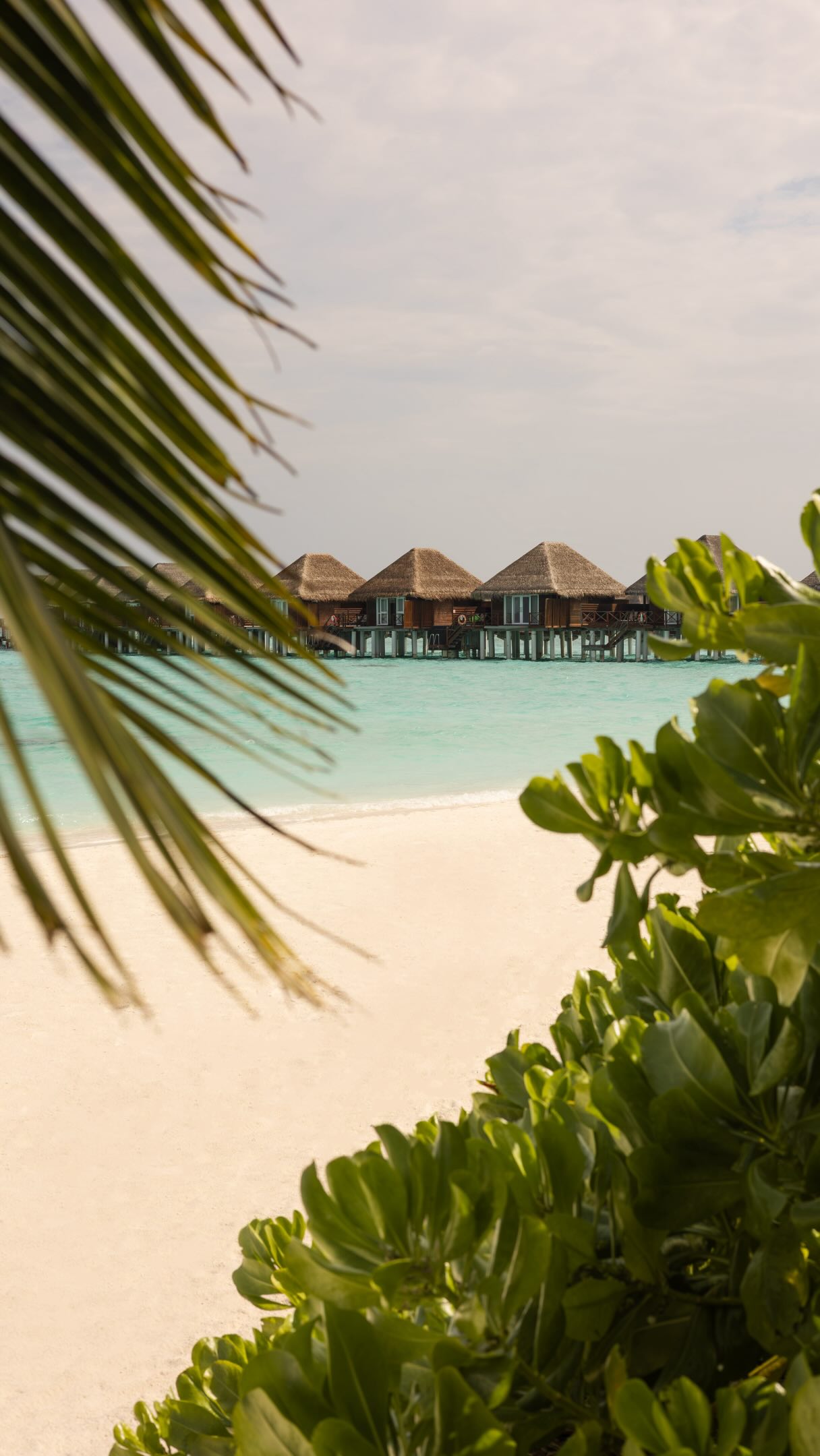 Barefoot days, endless blues and nowhere else you’d rather be.

Come find your own little piece of paradise at Sun Siyam Vilu Reef.

#sunsiyamvilureef #maldives #sunsiyam #privecollection