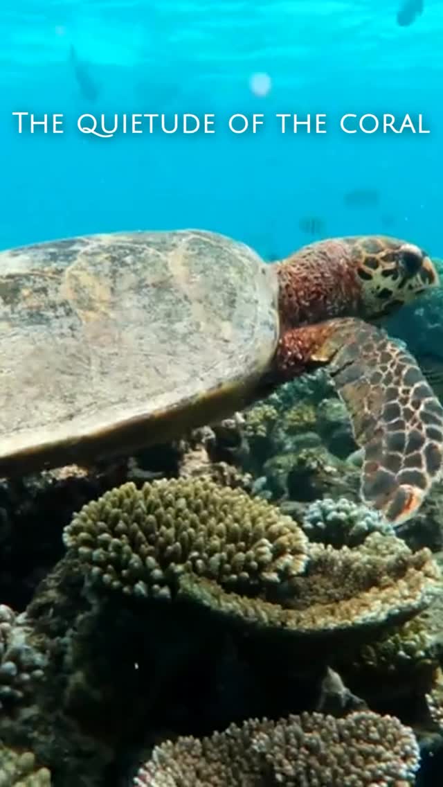 From the gentle pulse of the soft corals to the silent grace of our resident marine life, the house reef at Taj Coral Reef is a curated gallery of nature’s finest work. 

We are honoured to be nominat