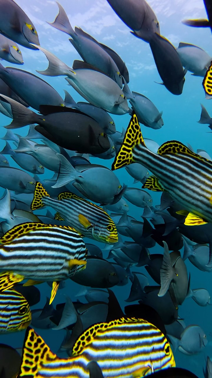 Sotto il turchese, ti aspetta un mondo di meraviglie. 🐠🌊

Esplora giardini di corallo vivaci, incontra la fauna marina e scopri la bellezza del nostro house reef a Taj Coral Reef.

#TajCoralReef #HouseReef #Und