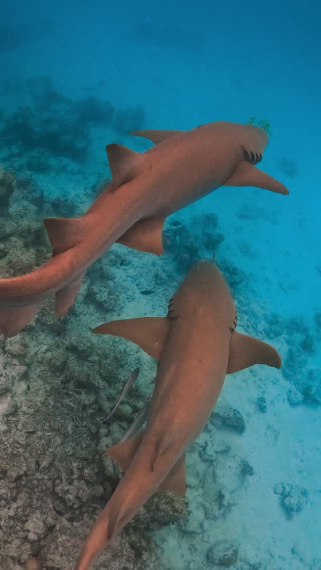 Beneath every turquoise horizon lies a world waiting to be discovered. ✨

Immerse yourself in the Maldives thriving underwater realm, where graceful nurse sharks drift effortlessly through pristine tu