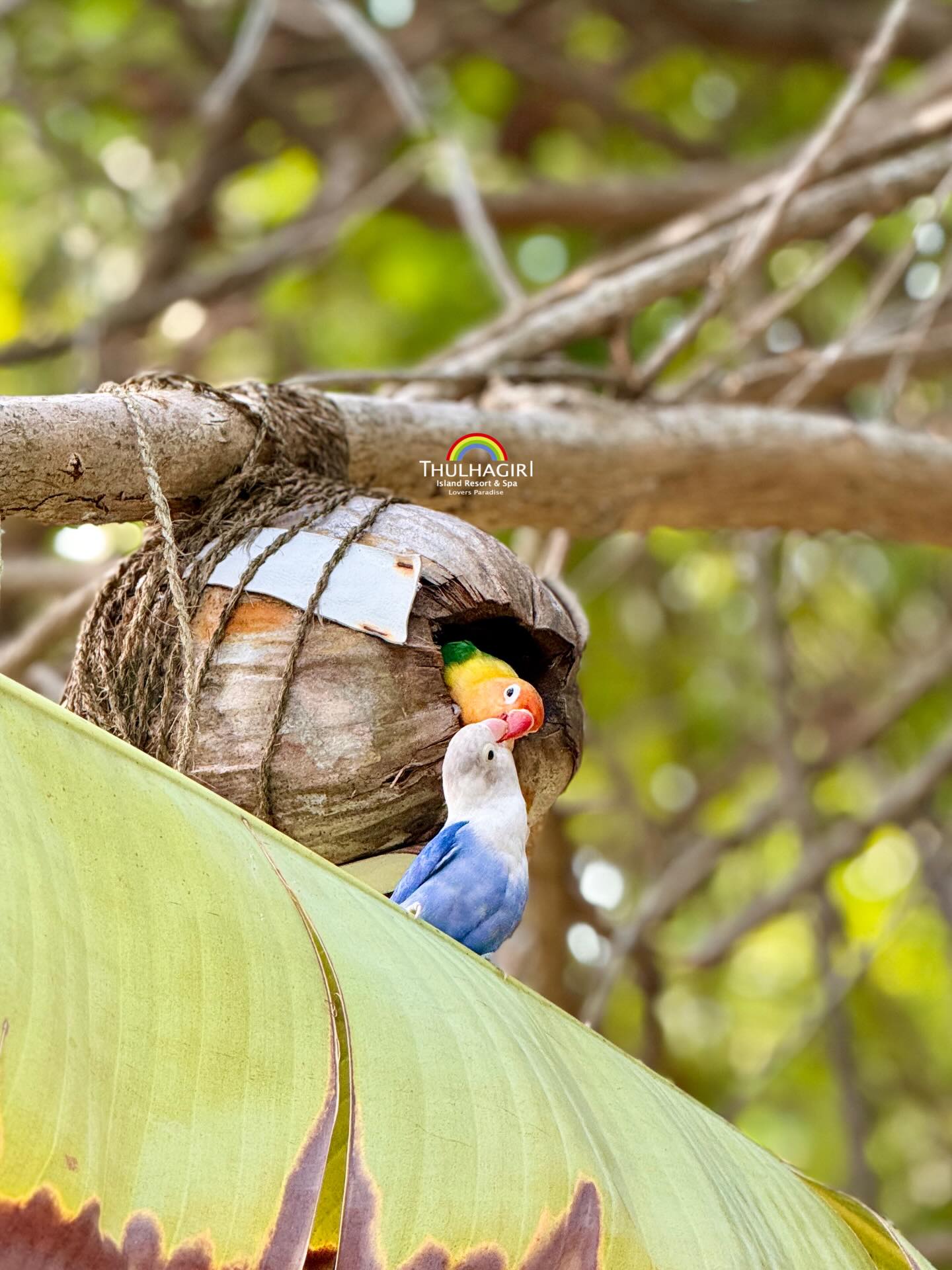 Photo by Thulhagiri island, Maldives in Maldives Thulhagiri Island. May be an image of American purple gallinule, parrot, woodpecker, hornbill, macaw, nest, bird feeder and text.