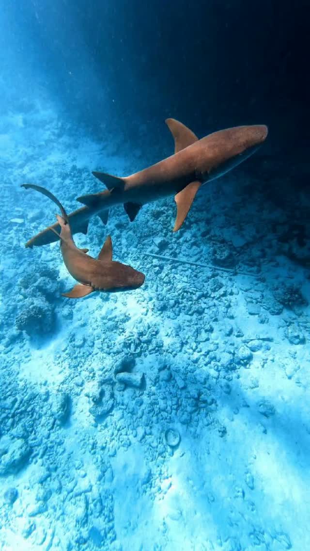 You just realized you’re swimming with sharks in paradise. 🦈✨🤩😍

I never thought snorkeling at Vakkaru Maldives would turn into a shark safari!😍 From reef sharks to the most incredible underwater 