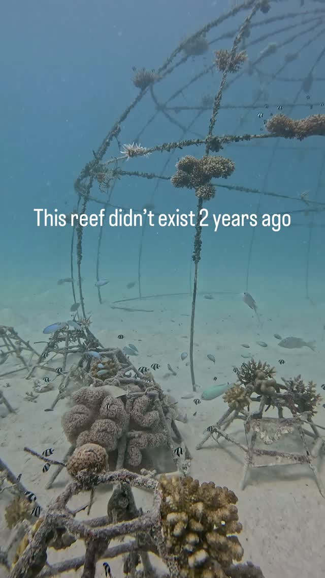 Was passiert, wenn man ein Riff baut und der Natur den Rest überlässt? 🌊

Zwei Jahre später ist dies das Ergebnis. 🐠

Einen Ort zu schaffen, an dem das Meeresleben gedeihen kann, war eines der lohnendsten Projekte, die wir je umgesetzt h