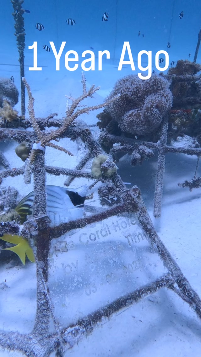 1 anno di distanza 
Ecco cosa può fare il ripristino. 🪸

#coralrestoration #oceanconservation #marineconservation #maldives #coralreef