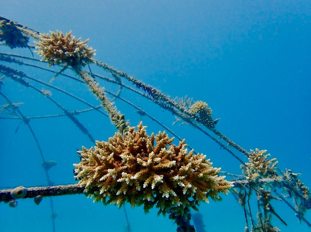 Un récif vivant, qui grandit sous la surface. Dix mètres sous le lagon, le Niva Velassaru Coral Dome s'intègre peu à peu au monde sous-marin qui l'entoure — des fragments de corail qui s'accrochent, la vie marine
