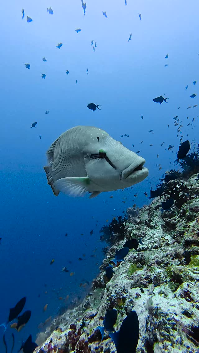 What’s the one simple action you take to help keep our oceans clean and safe for marine life? 🗑️🌊

Every choice matters when it comes to protecting our blue planet. Healthy oceans mean a healthier f