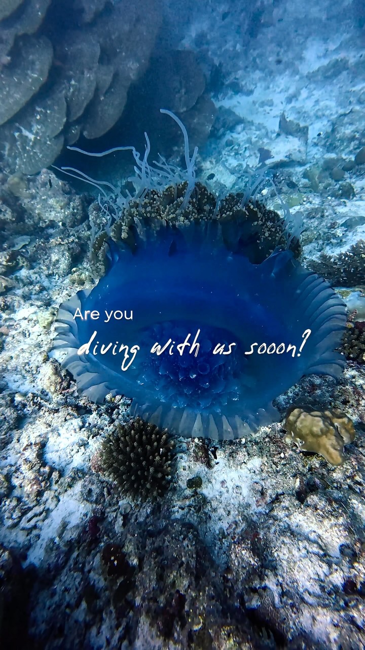 Would you rather explore the 71% 🌊or chill in the 29% 🌴?

When you are ready to dive a little deeper, let our dive team lead the way. 

Discover your underwater adventures @veligandumaldives 💙 

#v