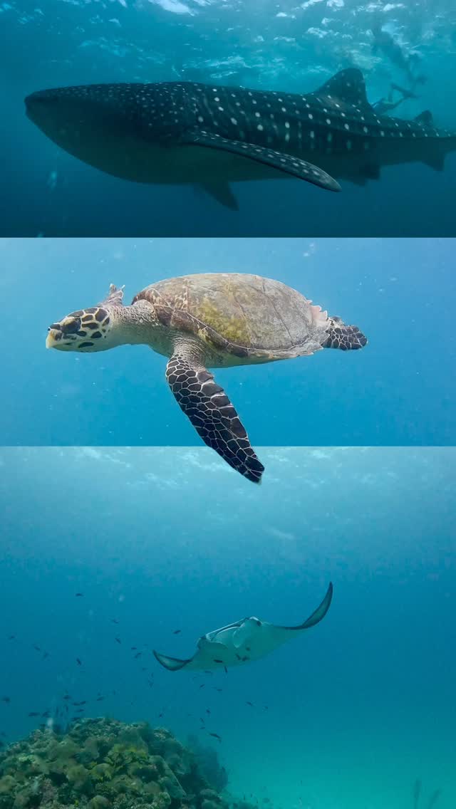 Beneath the surface lies a world of wonder, where whale sharks, manta rays, and turtles move in perfect harmony. 🌊💙

📸 @kandu_fureytha22 

#vilamendhoo #maldives #whaleshark #underwatermaldives
#ma