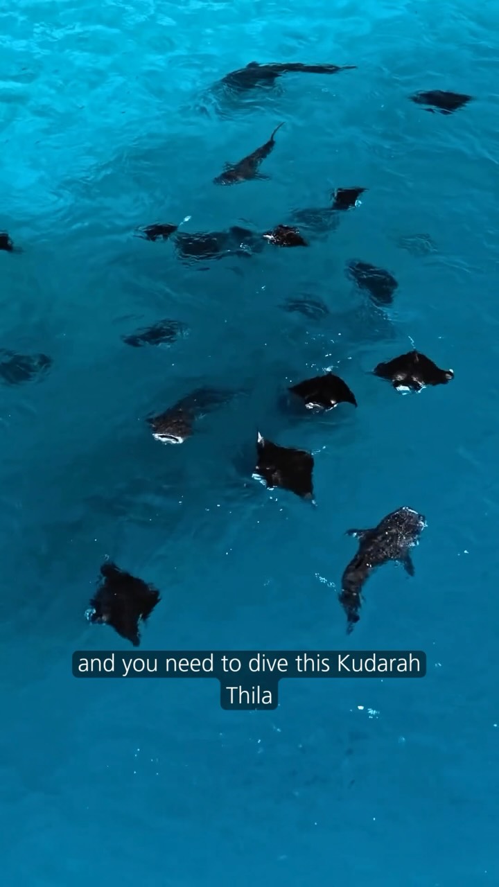 Planen Sie einen Tauchgang bei Vilamendhoo, South Ari Atoll? 🌊🤿

Ihr Unterwasserabenteuer beginnt mit einem umfassenden Tauchbriefing bei Euro Divers Vilamendhoo. Entdecken Sie die einzigartigen Tauchplätze, erfahren Sie mehr über die Standorte