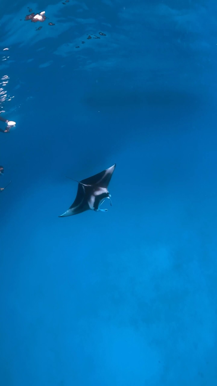 Where the ocean isn’t just the view, it’s part of every adventure. 🌊

Swim, explore, unwind, and discover the magic of island life at Vilamendhoo.

#vilamendhoo #maldives #indianocean #snorkelingmald