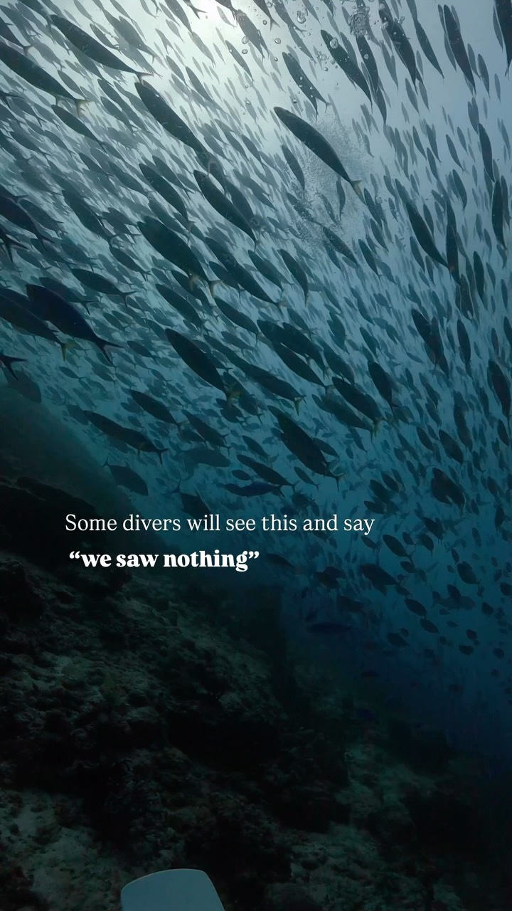 What looks like “nothing” is often exactly what we came for. 

Would you still enjoy a dive like this?

🏝️ @vilamendhoo 
📍 South Ari Atoll

#vilamendhoo #eurodiversmaldives #divemaldives #southariat