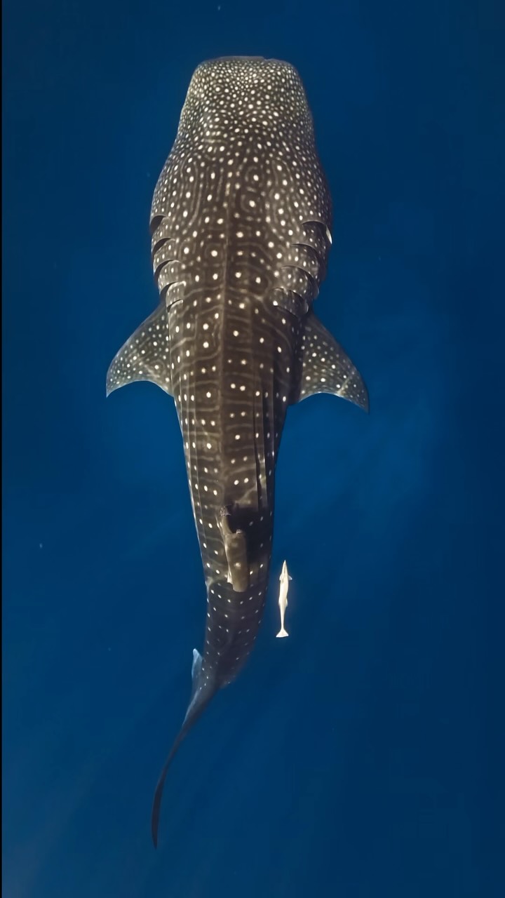 Manche Begegnungen bleiben für immer bei einem. 🐋💙

An diesem World Whale Shark Day feiern wir die sanften Riesen unseres Ozeans und die blaue Welt, die sie ihr Zuhause nennen. 🌊

Respektieren Sie den Ozean. Schützen Sie ihre Zukunft.

#w