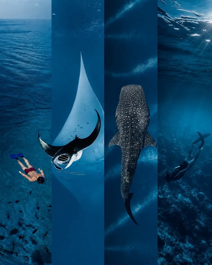 Cosa ricordi di più di Vilamendhoo? 🌊

Forse è stata la prima volta che hai visto uno squalo balena. Una manta che emerge dal blu. Una tartaruga che scivola via. Un tramonto, un'immersione, o semplicemente un momento che vorresti