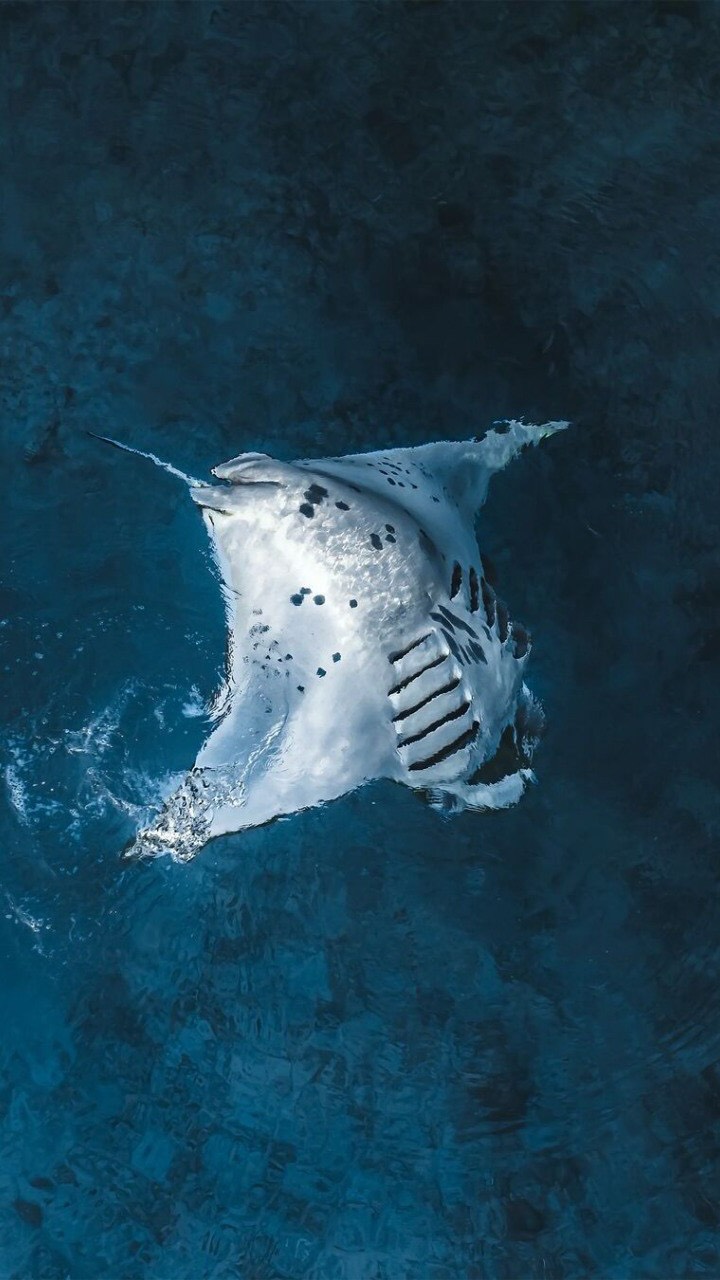 Happy #WorldOceansDay 🌊

Captured in its element near Villa Nautica, this manta is a quiet reminder of how extraordinary our blue planet really is.

Moments like this are not just beautiful to witnes