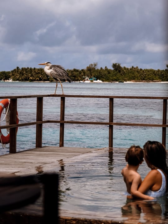 Un héron cendré debout sur une terrasse en bois sur pilotis au bord du lagon turquoise de Villa Nautica, aux Maldives, pendant que des hôtes se détendent à proximité.