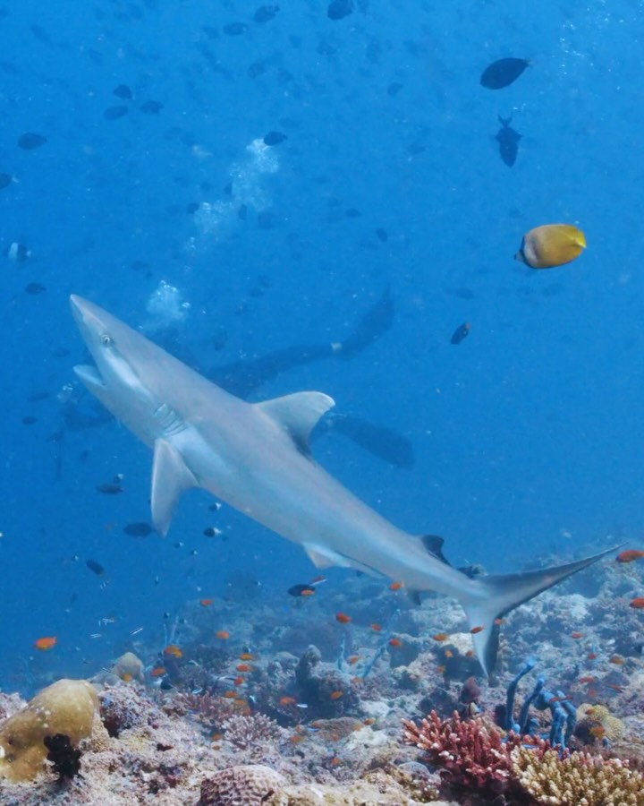 Reise mit Sinn. Geh mit neuer Perspektive. Erlebe Good Travel im W Maldives.

An Bord von Horizon enthüllt unsere Meeresbiologin die bemerkenswerte Welt unter den Wellen, von der komplexen Beziehung