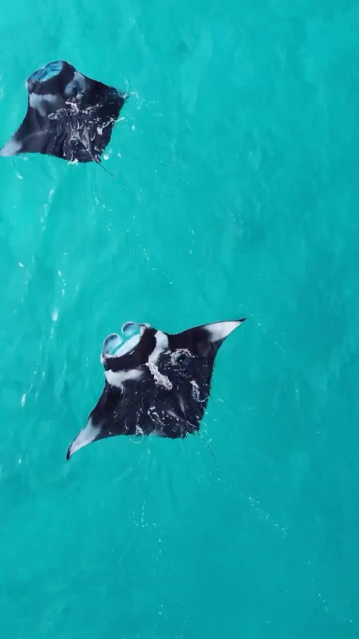 Manta season has arrived. Slip into the clear waters of Hanifaru Bay, protected within the Maldives’ first UNESCO Biosphere Reserve, and experience something truly unforgettable.

Book your escape now