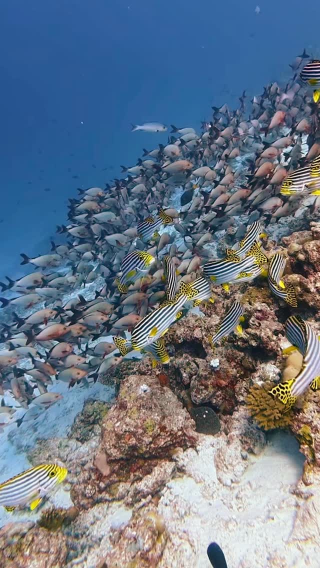 If you needed a sign to take a deep breath, this is it. 

Discover the vibrant magic of Baa Atoll, a UNESCO Biosphere Reserve.

Video by: @miz_aaann 

#WestinMaldives #VisitMaldives