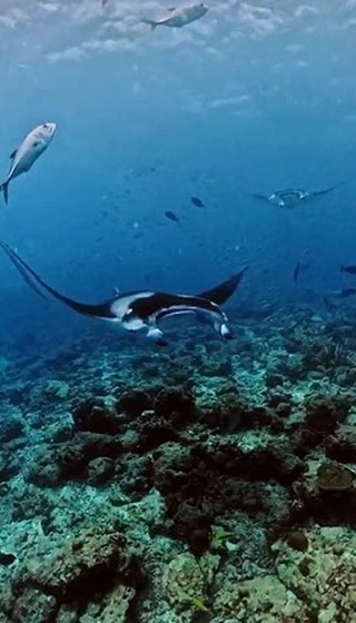 C’est le moment. Si observer des raies manta figure sur votre liste, c’est maintenant : la saison des mantas touche à sa fin d’ici la fin novembre.

Vidéo par : @miz_aaann

#Westin #WestinMaldives #VisitMaldives