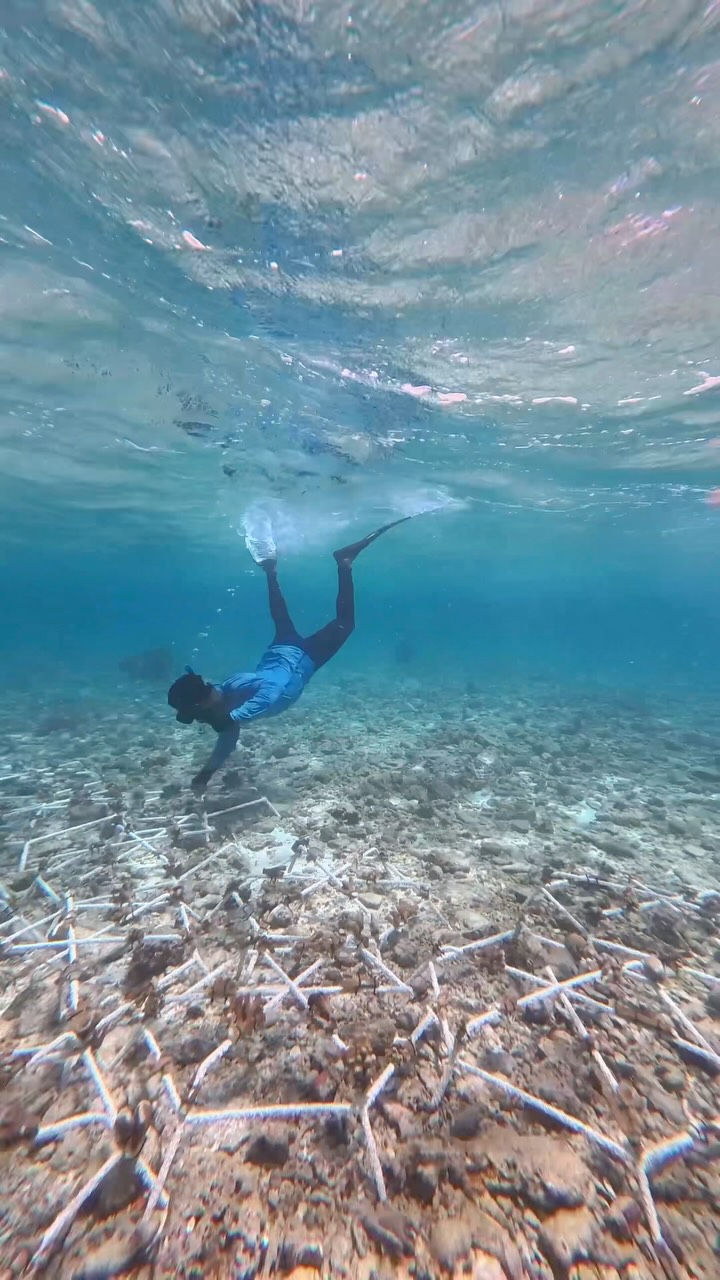 A new chapter in our sustainability journey has unfolded. ​

In collaboration with MARS Sustainable Solutions, we have successfully completed the first phase of Coral RISE (Coral Restoration Initiativ